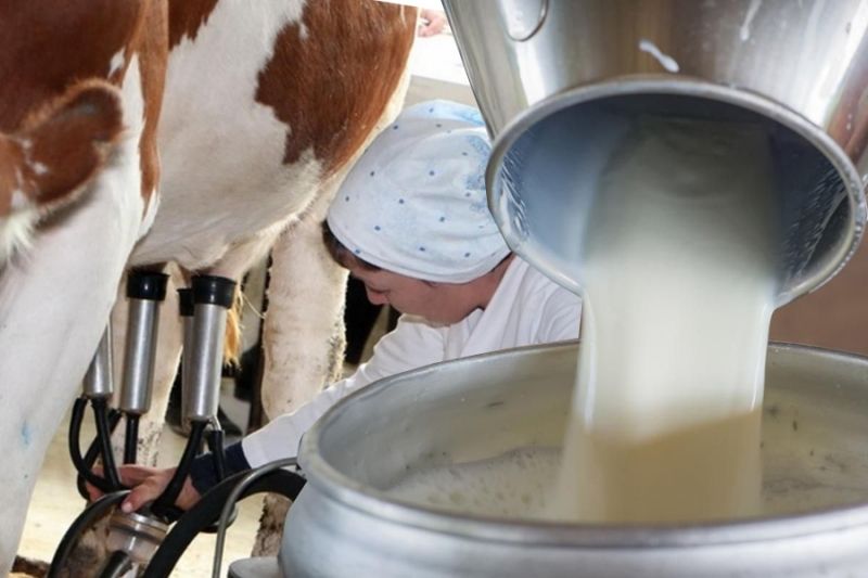 Разработка стандартов ТР молока: уточнения