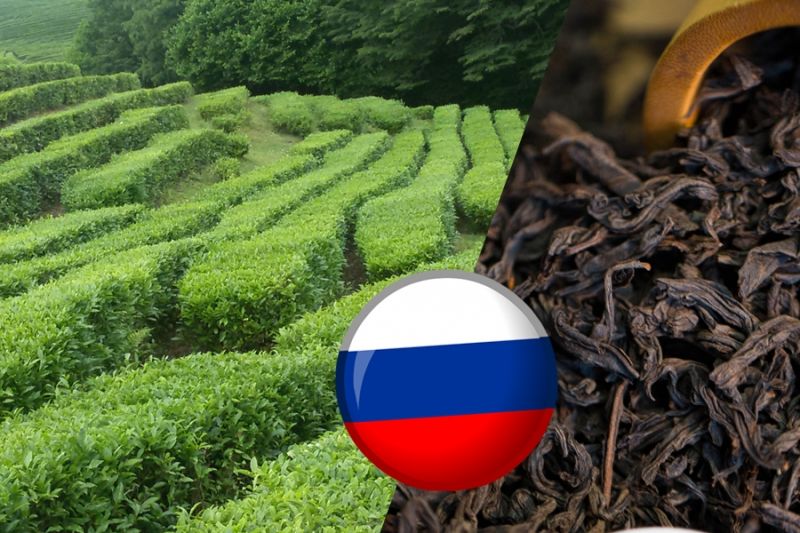 Экспорт российского чая к 2030 году может увеличиться на 45 процентов