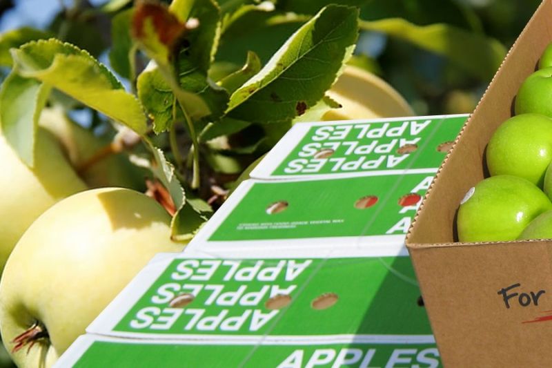 Власти Кубани предлагают ограничить импорт яблок