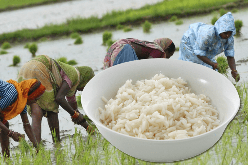 Россия не испытывает проблем с импортом индийского риса