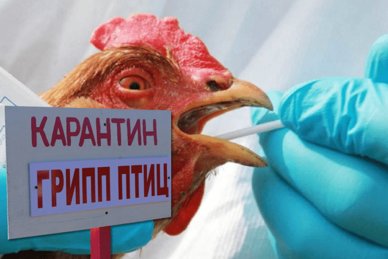 Россельхознадзор: блокировка ввоза птицеводческой продукции из Нидерландов и Чехии