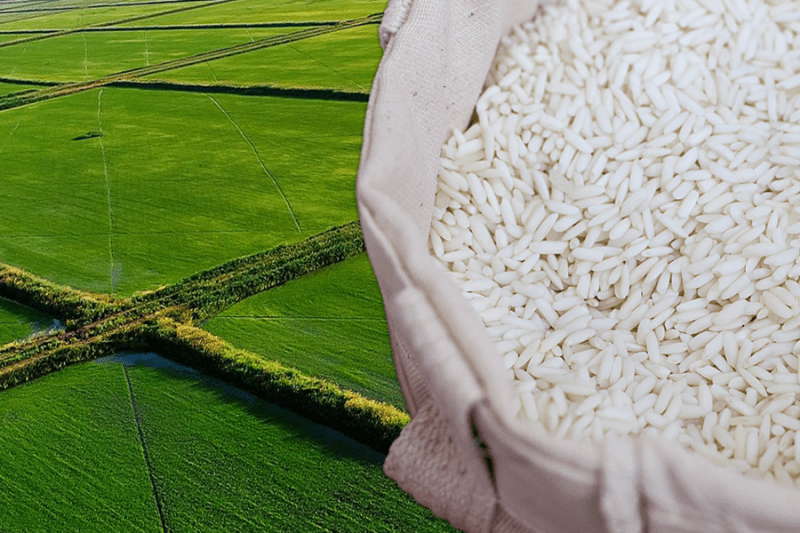 Минсельхоз РФ планирует продлить ограничение на вывоз риса